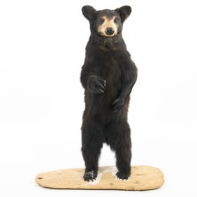 Taxidermy Standing Black Bear Cub
