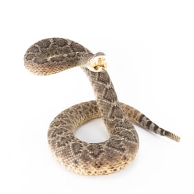 Taxidermy Coiled W. Diamondback Rattlesnake