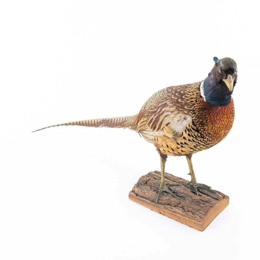Taxidermy Ring-Necked Pheasant-Male (1 of 10)