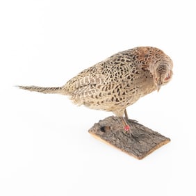 Taxidermy Ring-Necked Pheasant-Female