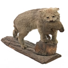 Vintage Taxidermy Bobcat and Squirrel