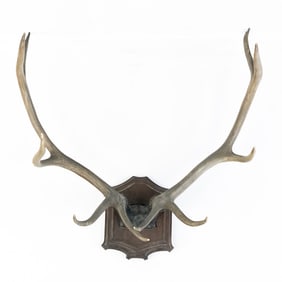 Massive Elk Antler Mount Taxidermy