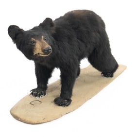 Vintage Black Bear Taxidermy Mount On All Fours