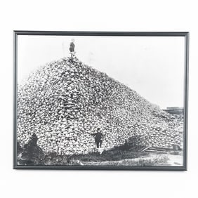 Framed Photo of Buffalo Skulls