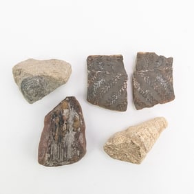 4 Piece Fossil Collection