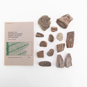 Leaf Fossil Collection