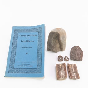 4 Leaf Fossil Fragments