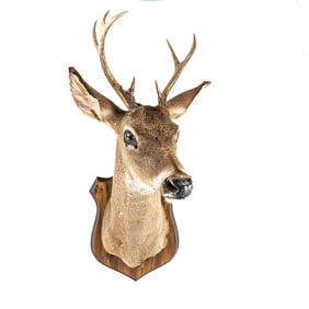 7pt Deer Head Taxidermy On A Wooden Plaque