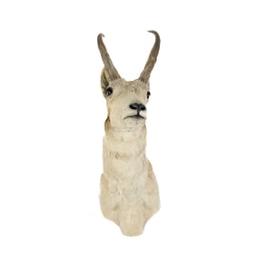 Antelope Head & Shoulder Taxidermy Mount