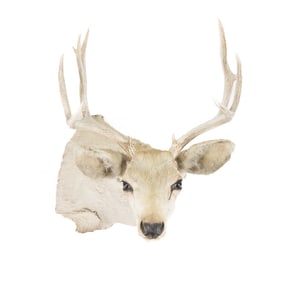 White Tail Deer Head and Shoulder Taxidermy Mount