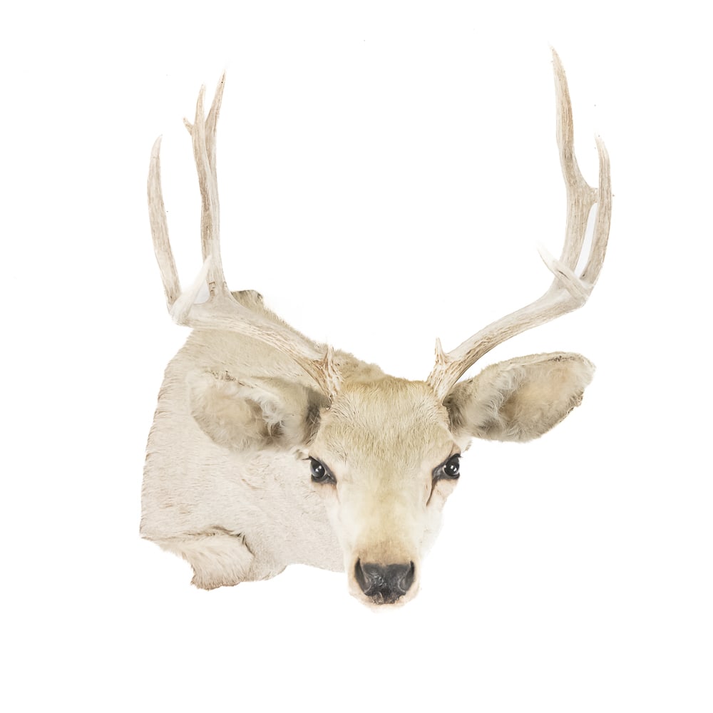 White Tail Deer Head and Shoulder Taxidermy Mount (1 of 7)