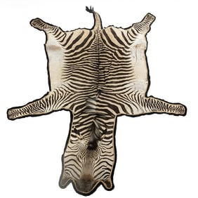 Zebra Hide