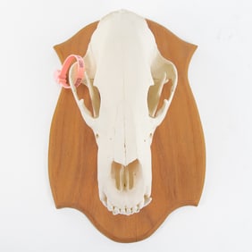 Genuine Kodiak Bear Skull With Tag