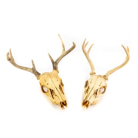 Pair of 6 Point White Tail Deer Skulls