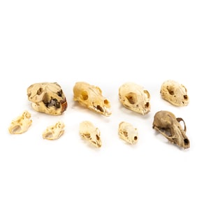 Collection of (9) Assorted Animal Skulls