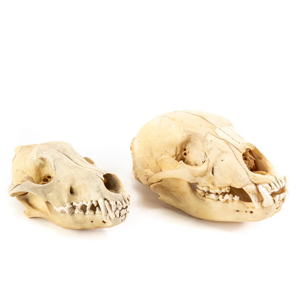 Collection of Black Bear & Wolf Skulls: Collection features 9" long Black Bear skull along with 8" Wolf skull. Both present well with sharp teeth!! Perfect addition to your collection, please use photos to judge condition and bid accordingl
