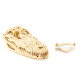 Collection of 10" Alligator Skull & 4" Shark Jaw
