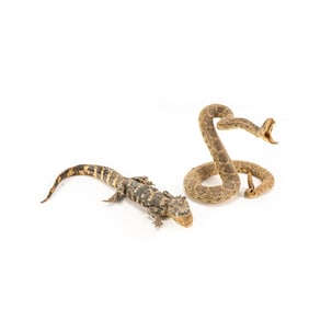 Taxidermy Rattlesnake & Alligator Collection