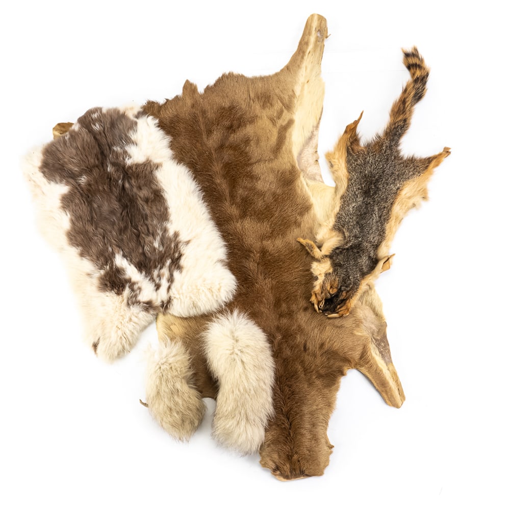 Rabbit Squirrel & More Fur Skin Pelts: Collection features Squirrel, Rabbit & 34" Boar? and more fur skin pelts. Very good overall condition with minimal signs of age and wear. Please use photos to judge condition and bid accordingly.