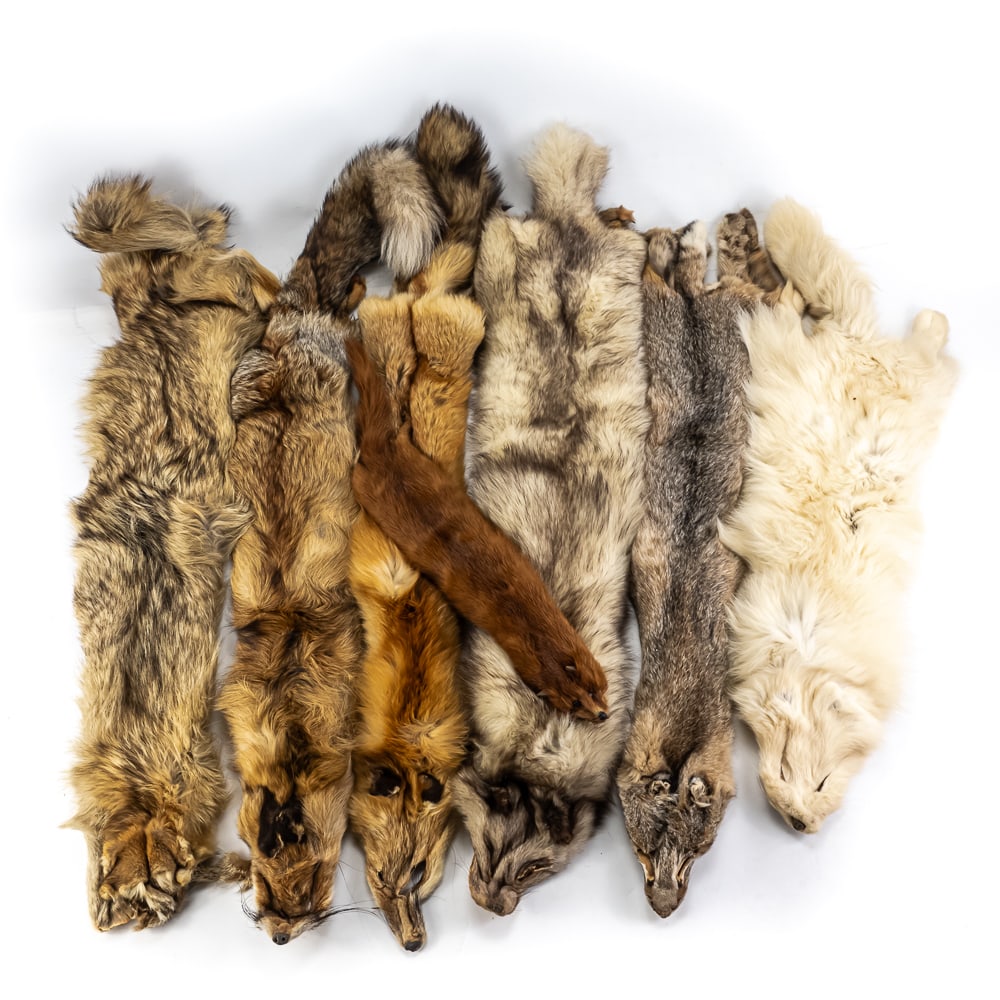 Grey Red White Fox & Red Mink Fur Pelt Skins: Vintage "Fox" fur skin pelt assortment featuring (6) Grey, Red & White (38" long +/-) fur skins ALONG WITH 24" red mink fur skin. Very good overall condition, perfect additions to your collection. Ple