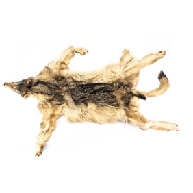 70" Grey Wolf Fur Skin Pelt