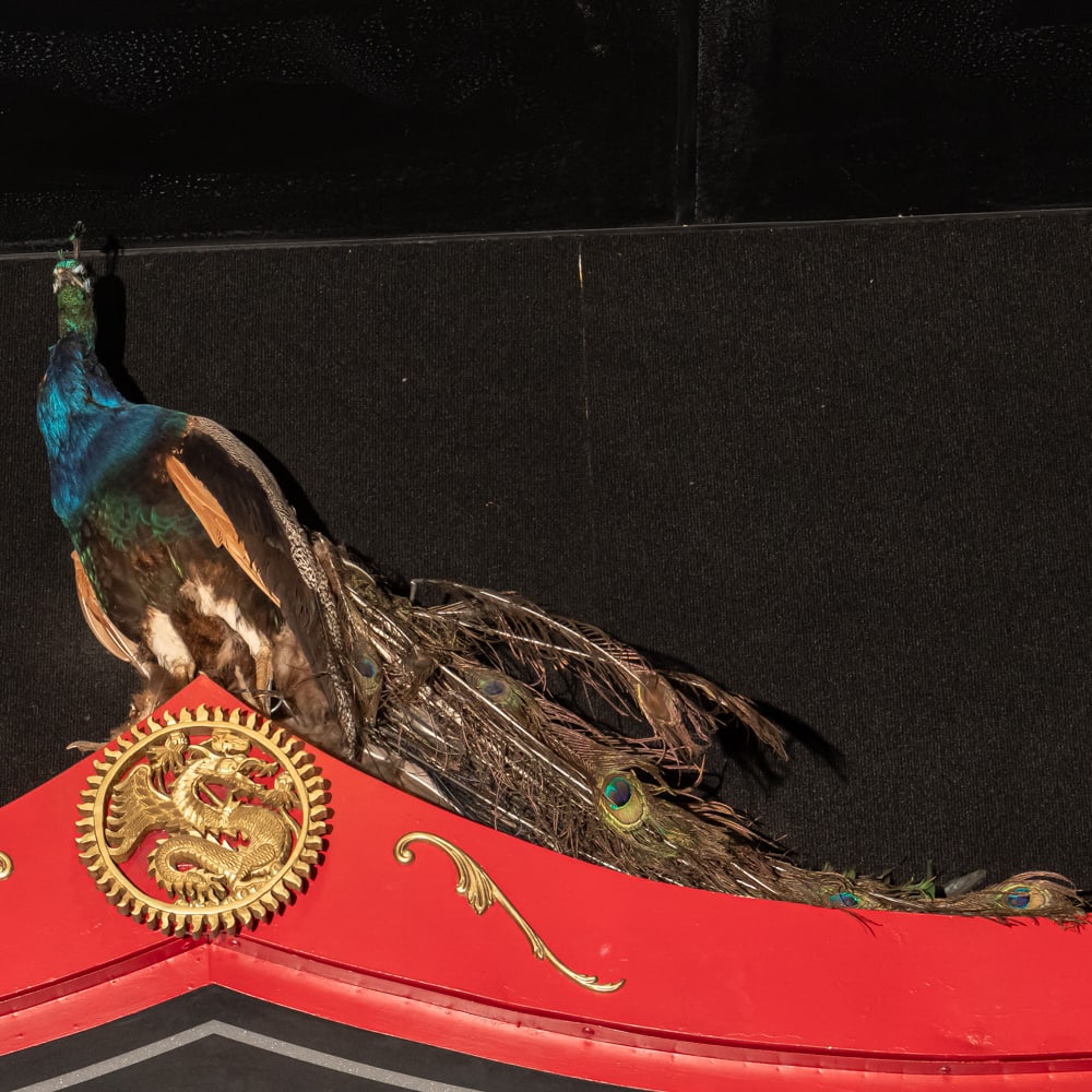 Peacock Taxidermy (1 of 3)