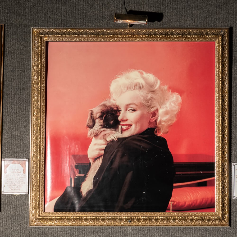 Milton Greene Marilyn Monroe Holding Dog Photo: Photographed by Milton Greene from the 1955 Look magazine sitting at Greene's New York Studio. In good condition. Framed with light. Measures42"x41"x2".. Buyer responsible for removal. From the Hollyw