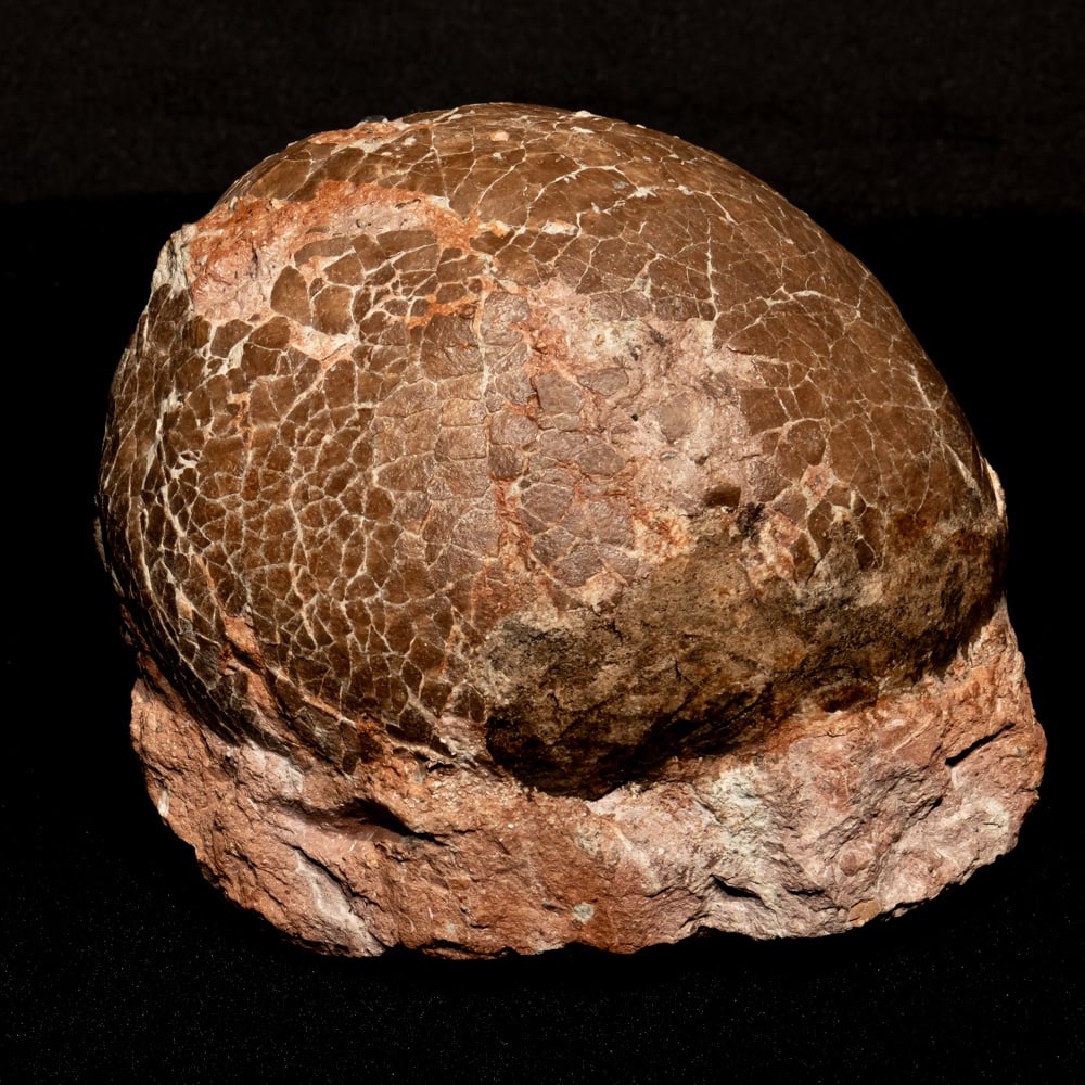 Fossilized Hadrosaur Dinosaur Egg (1 of 6)