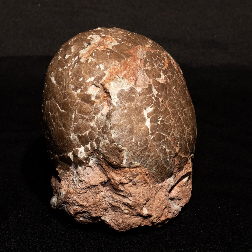 Fossilized Hadrosaur Dinosaur Egg - 2