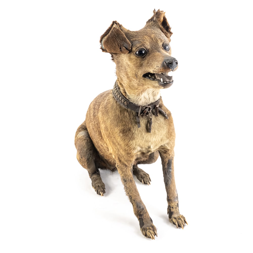 Vintage Taxidermied 19" Dog (1 of 13)