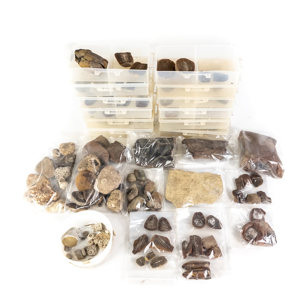 Mazon Creek Style Fossil Collection (1 of 11)