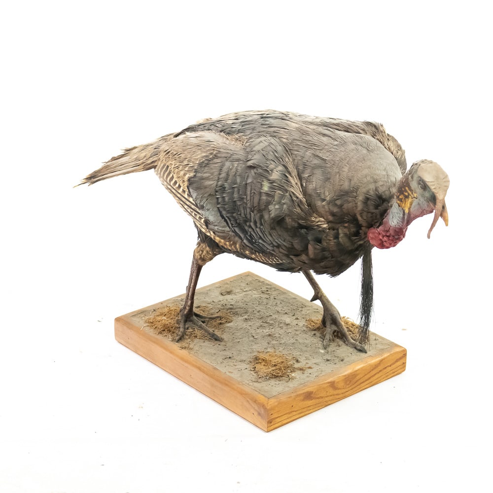 Full-body Taxidermy Mount of Wild Tom Turkey: This is a magnificent, full-body taxidermy mount of a Wild Turkey (Meleagris gallopavo), presented in a naturalistic, walking pose with its head alert and slightly lowered, characteristic of a mature