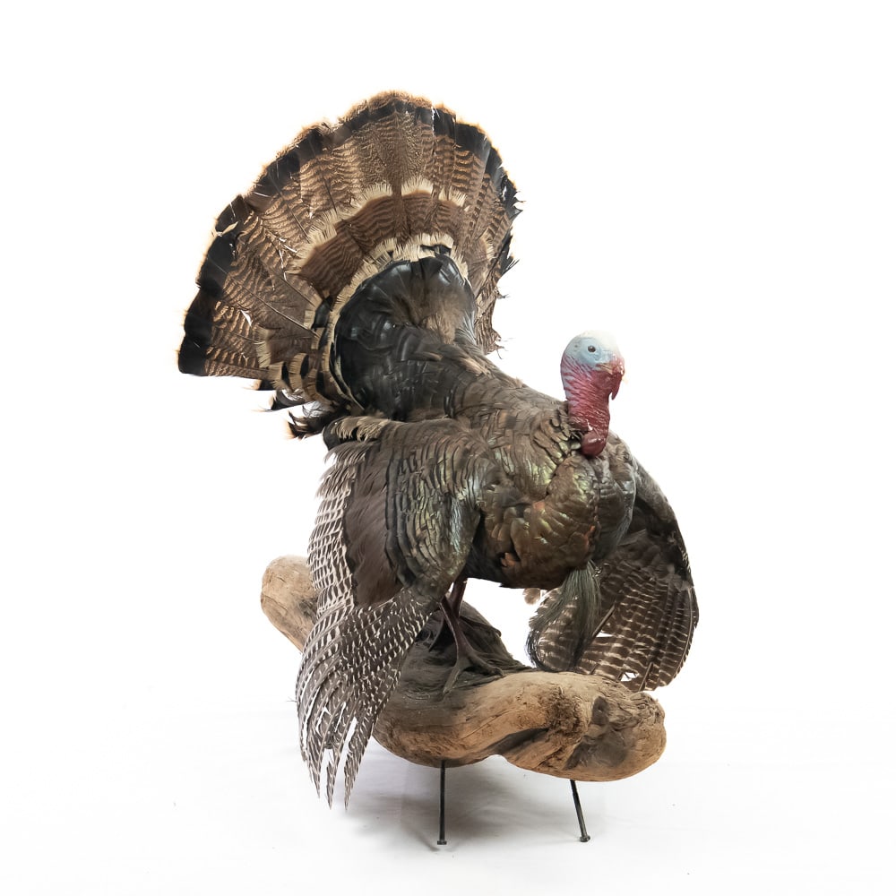 Full Strut Wild Turkey Taxidermy Mount: This is an exceptional example of a museum quality full-strut Wild Turkey taxidermy mount, a classic piece of American sporting art often found in rustic lodges, man caves, or, as seen here, in the