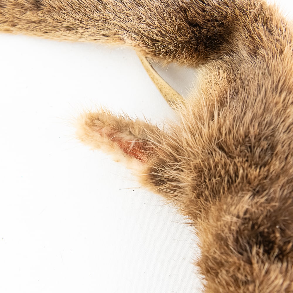 Synthetic Bear Claw Necklace - 5