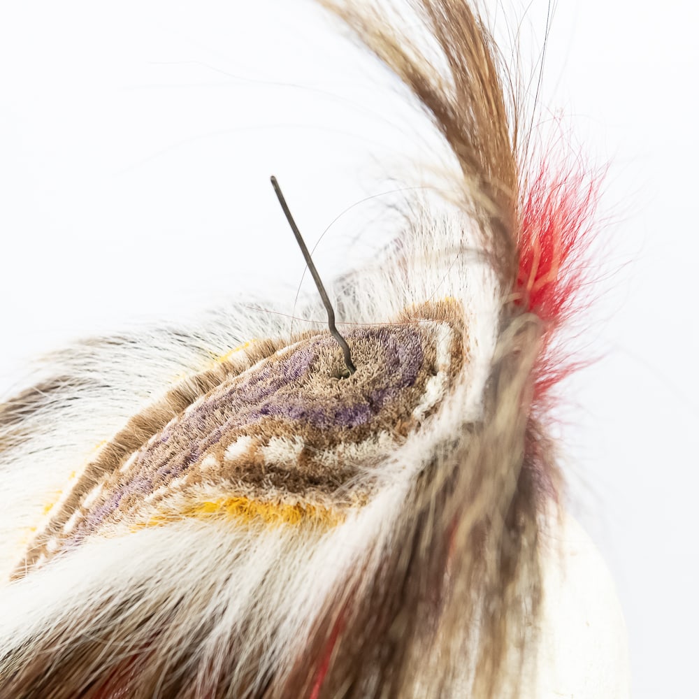 Northern Plains Roach w/Spreader - 5