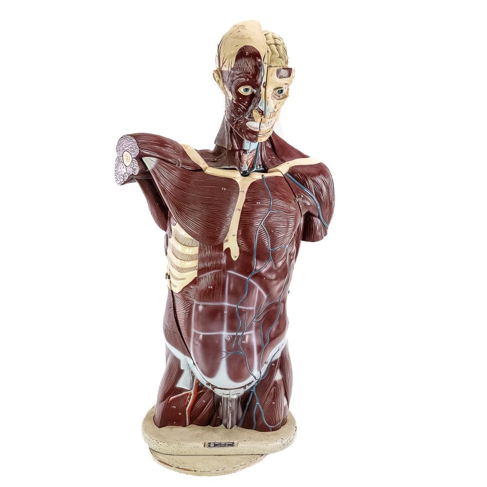 Vintage Anatomical Model Male Clay & Adams: For seasoned collectors of vintage medical and scientific curiosities, they should be deeply impressed by the incredible hand-painted detailing on this mid-century human anatomy educational model,