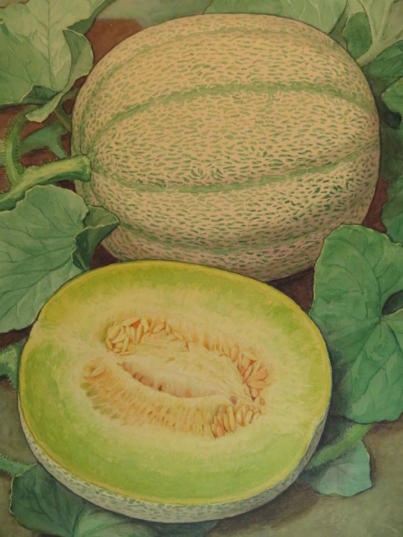 Botanical Illustration Melon Fruit Artemas Ward (1 of 7)