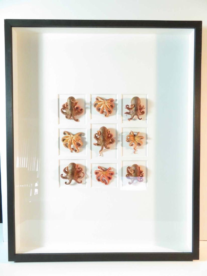 Christopher Marley Octopus Specimen Framed (1 of 8)