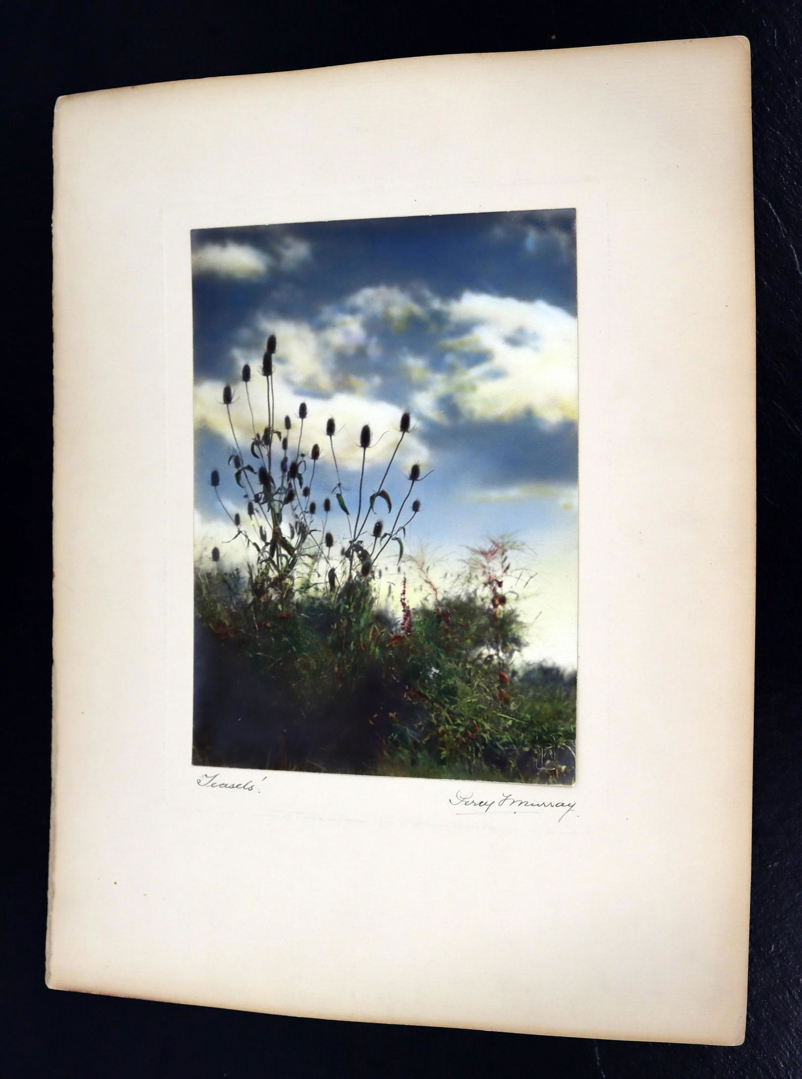 Percy Murray Teasels Signed Vintage Photograph (1 of 5)
