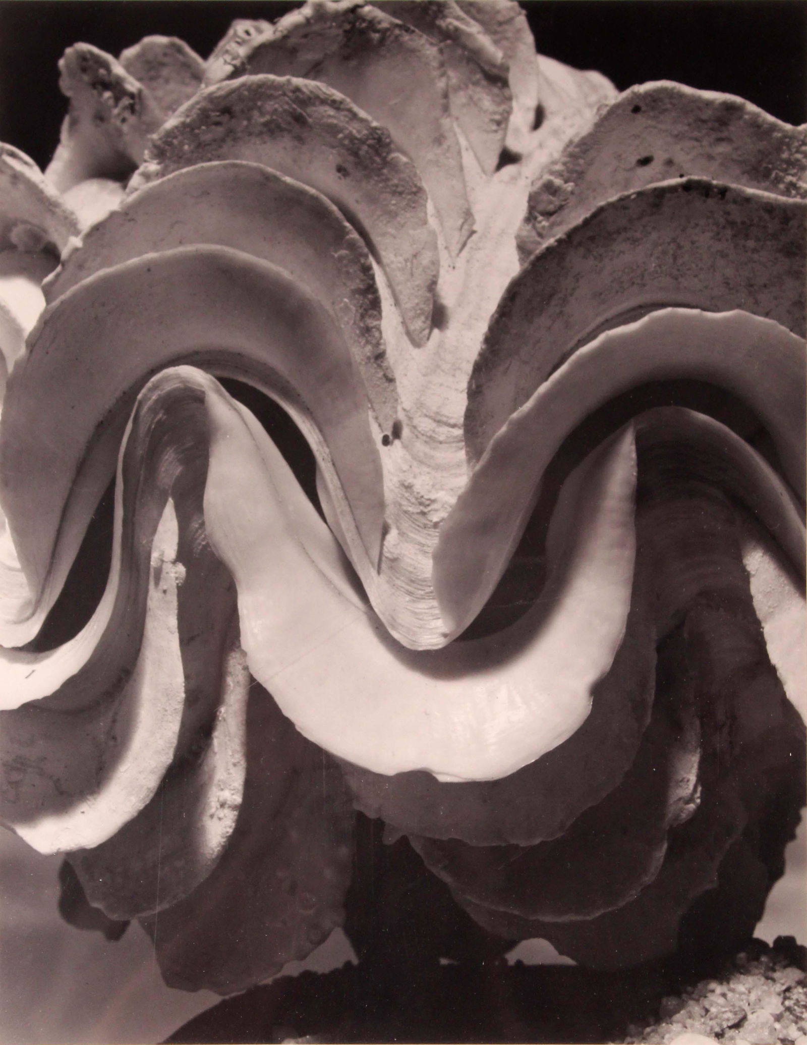 Andreas Feininger Fluted Giant Clam 1950 Signed Portfolio of Shells Gelatin Silver Print 2/10 (1 of 12)
