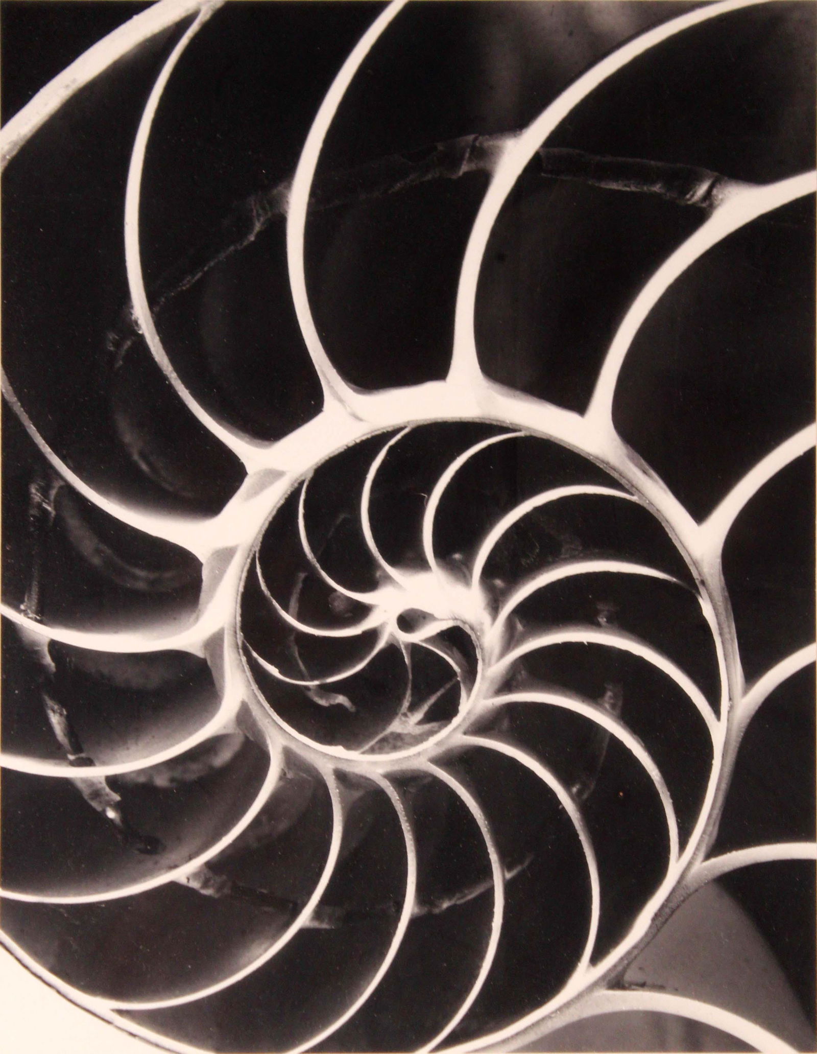 Andreas Feininger Chambered Nautilus 1950 Signed Portfolio of Shells Gelatin Silver Print 2/10 (1 of 14)