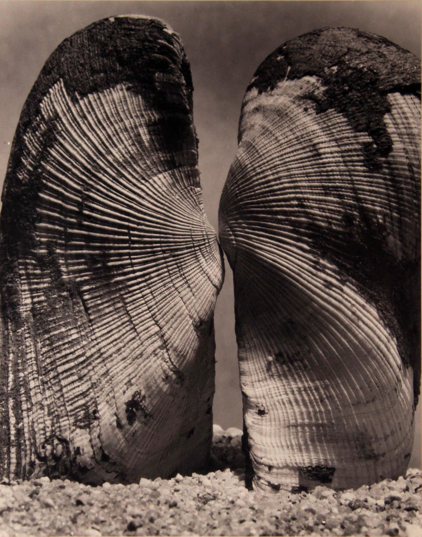 Andreas Feininger Shells 1950 Signed Portfolio of Shells Gelatin Silver Print 2/10 (1 of 11)