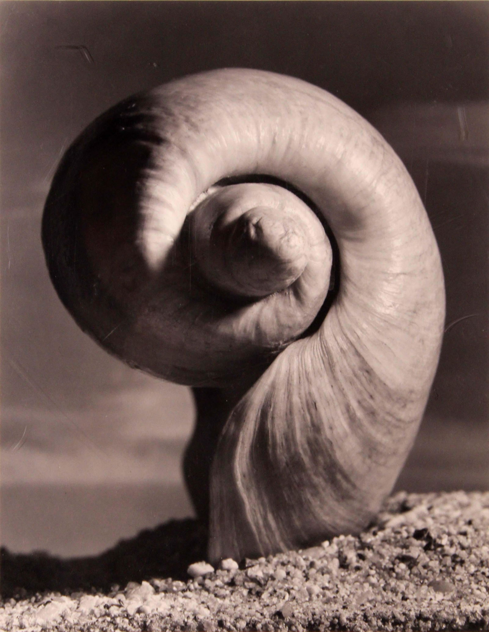 Andreas Feininger Shell Whorl 1950 Signed Portfolio of Shells Gelatin Silver Print (1 of 12)