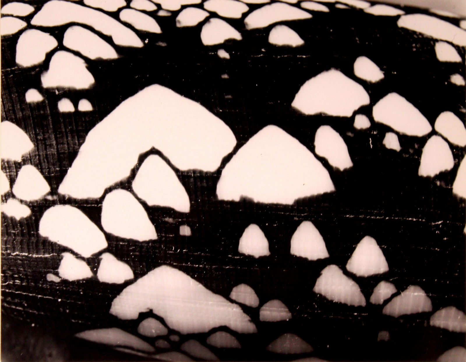 Andreas Feininger Watering Pot 1950 Signed Portfolio of Shells Gelatin Silver Print (1 of 11)