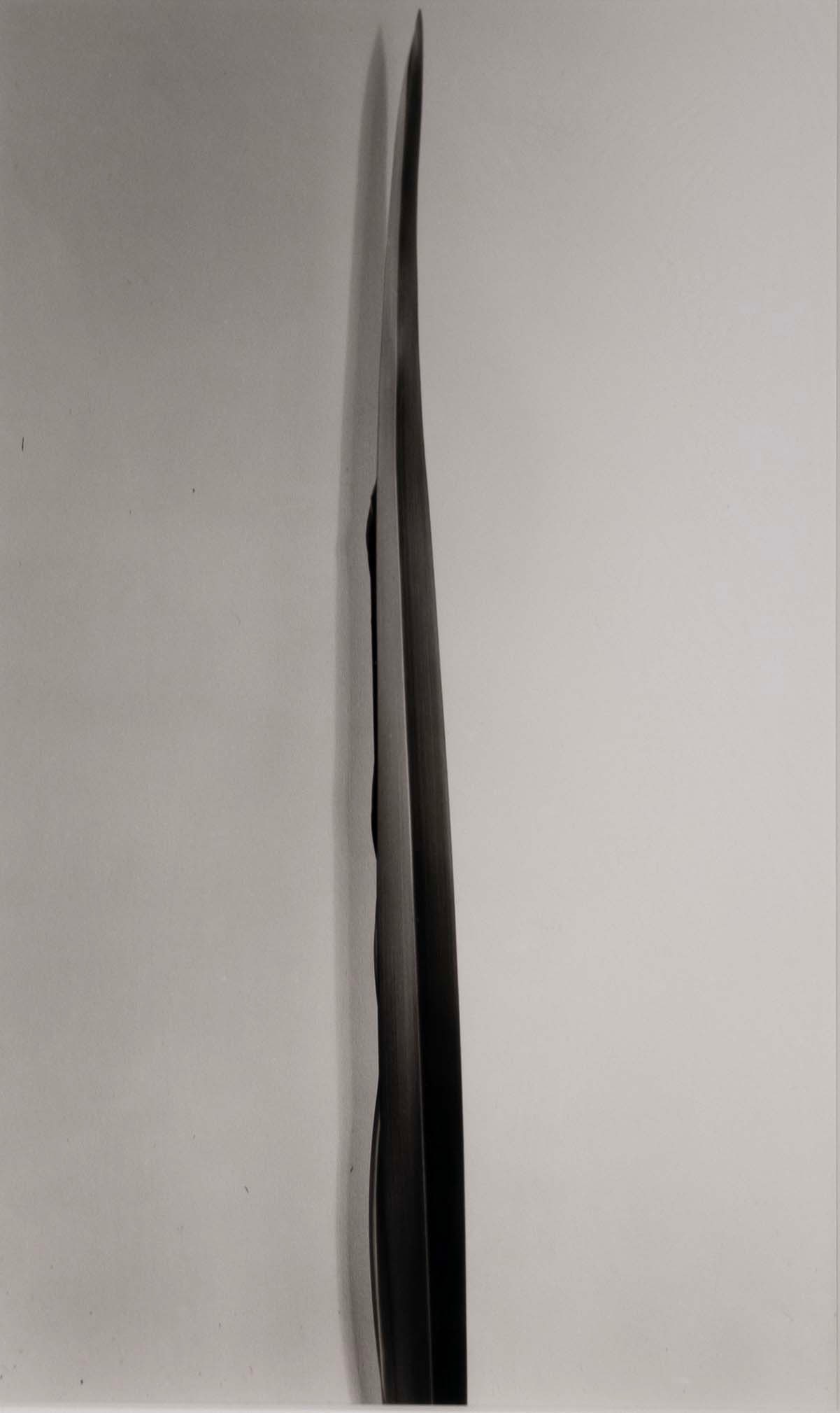 Imogen Cunningham Flax Signed Vintage Silver Gelatin Photograph Print 1920s Framed (1 of 9)