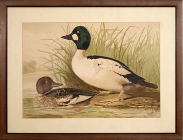 Alexander Pope Jr. Water Fowl Antique Chromolithograph on Paper 1878 Framed