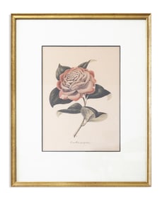 Verschaffelt Antique Botanical Illustration Carmellia Perpenti Color Engraving 19th Century