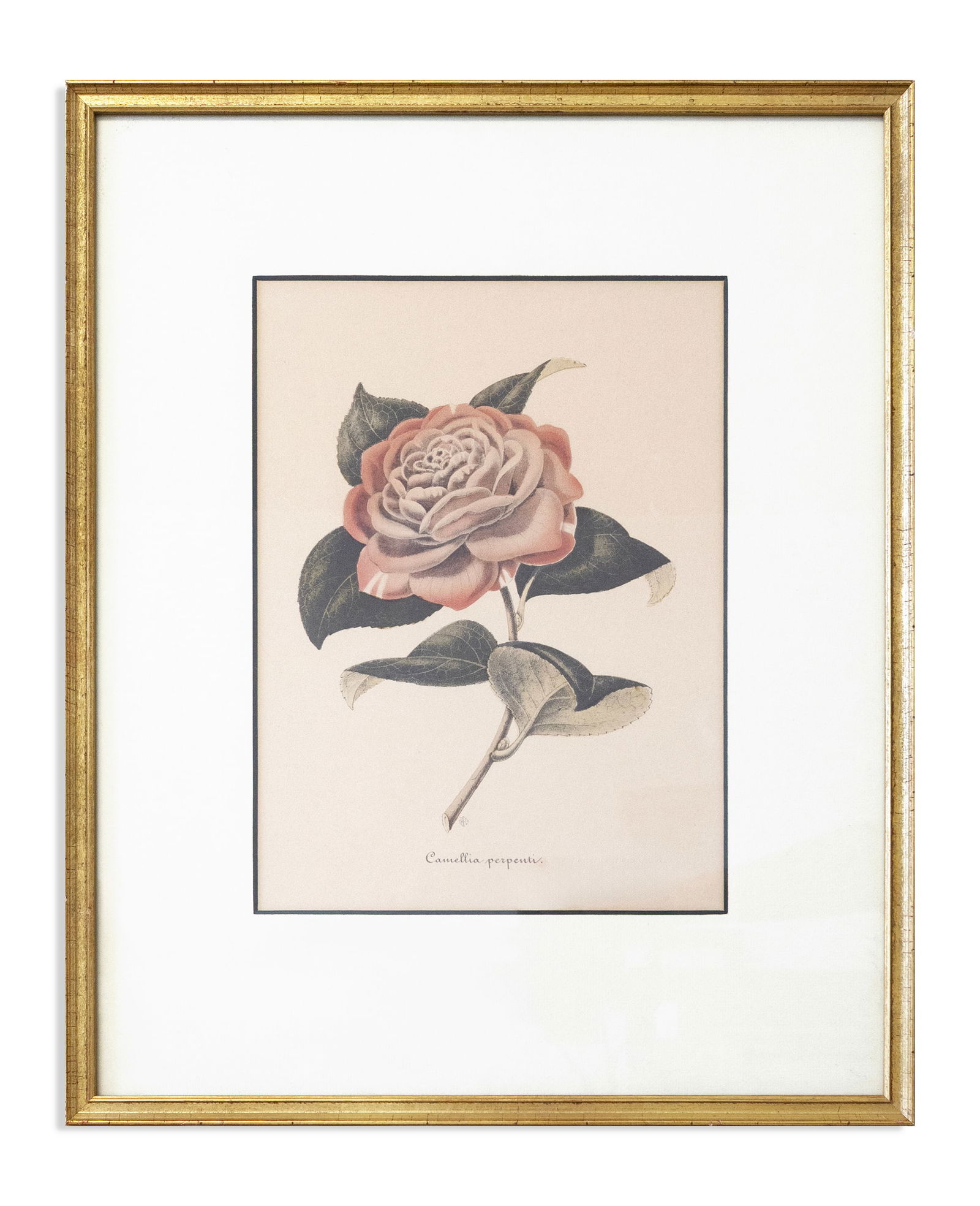 Verschaffelt Antique Botanical Illustration Carmellia Perpenti Color Engraving 19th Century (1 of 4)