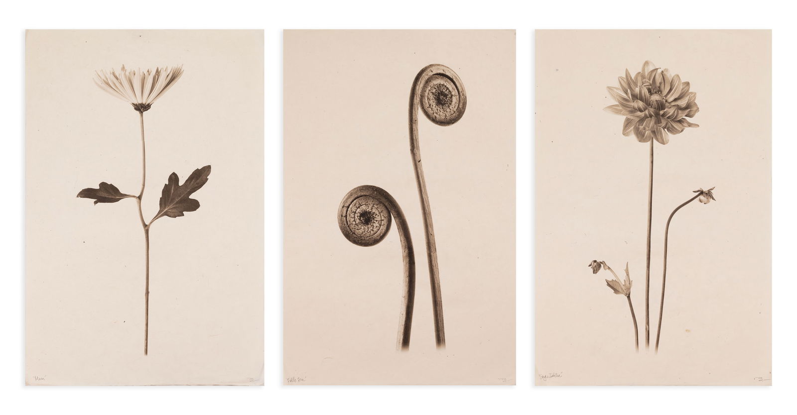 Barloga Studios - Mum, Fiddle Leaf Fern, & Dahlia Signed Suite of Nature Botanical Prints (1 of 5)