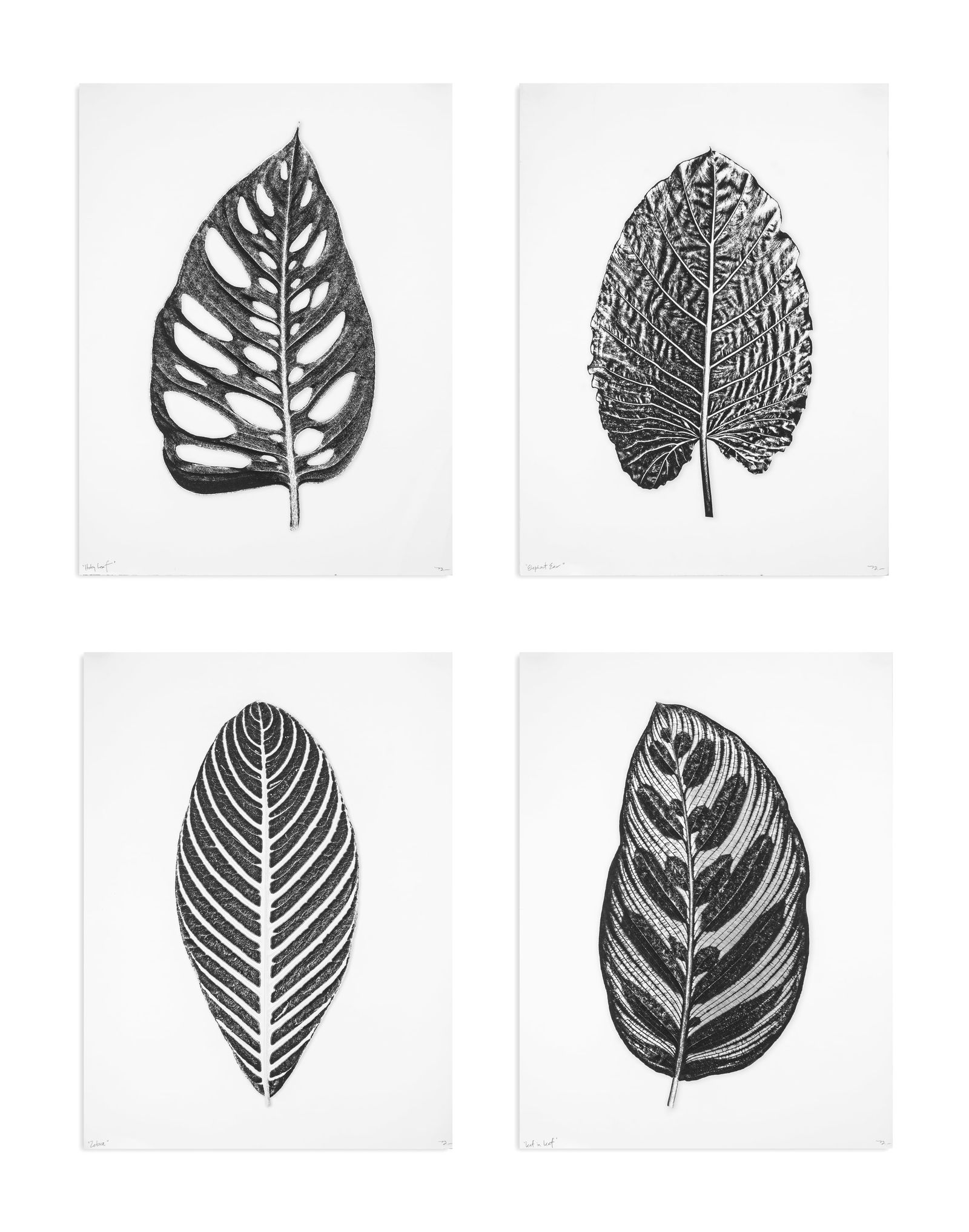 Barloga Studios - Leaf Series Signed Suite of Contemporary Nature Botanical Prints on Paper (1 of 6)